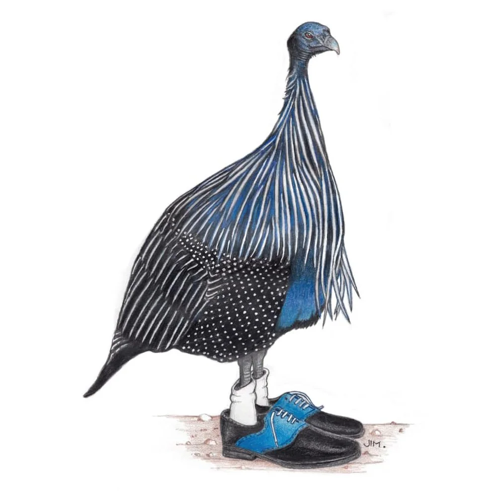 Guinea Fowl In 2 Tone Wingtips 7/3/2020
