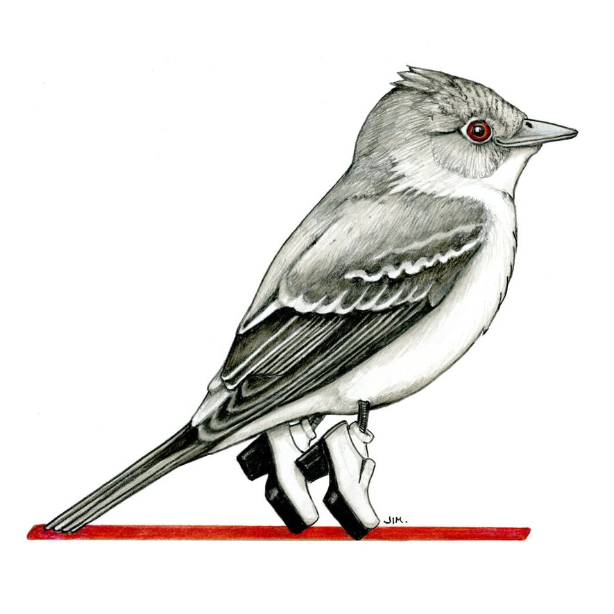 Eastern Wood-Pewee In Peewee Shoes 7/9/2025
