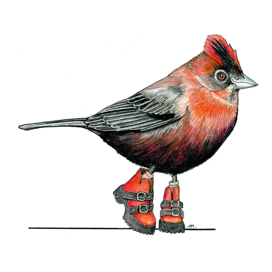 Red Crested Finch In Buckle Boots 2/21/2025