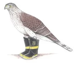 Cooper's Hawk In Firefighters Boots 12/22/2024