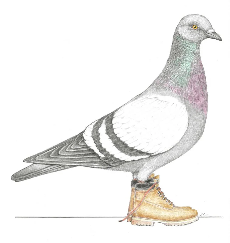 Pigeon In Chelsea Boots 3/15/2022