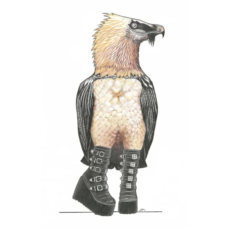 Bearded Vulture In Goth Platform Boots 4/4/2024