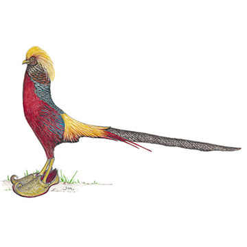 Golden Pheasant In Arabian Slippers 6/15/2020