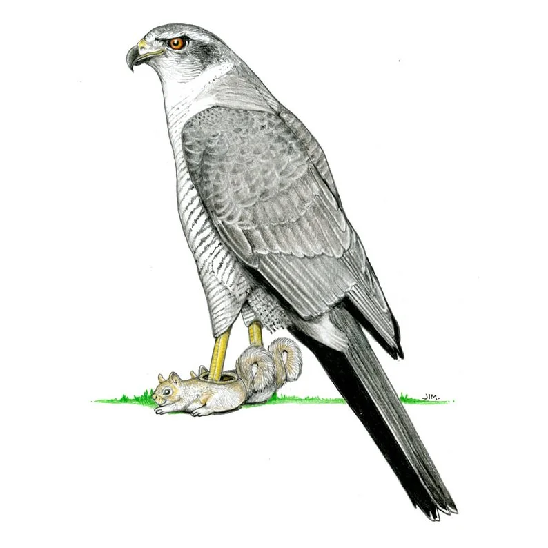 Goshawk in Squirrel Slippers, 18 May 2026