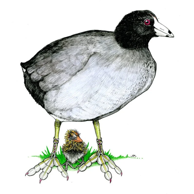 Coot With Anklet And Toe Loop 1/14/2026