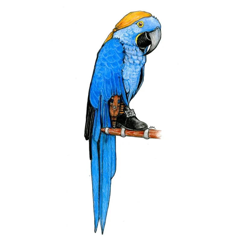 Hyacinth Macaw With A Peg Leg 2/7/2026