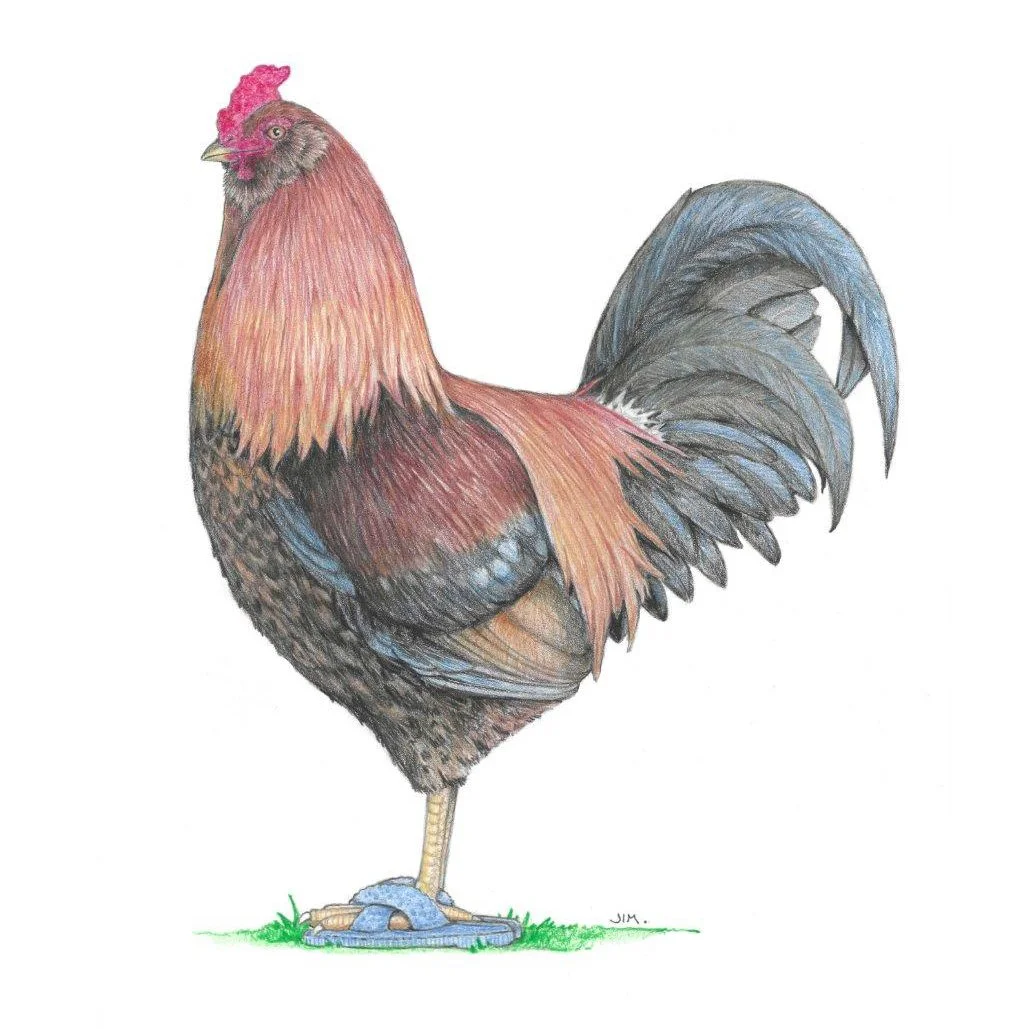 Ameraucana Rooster In Cross Band Slippers 8/20/2022