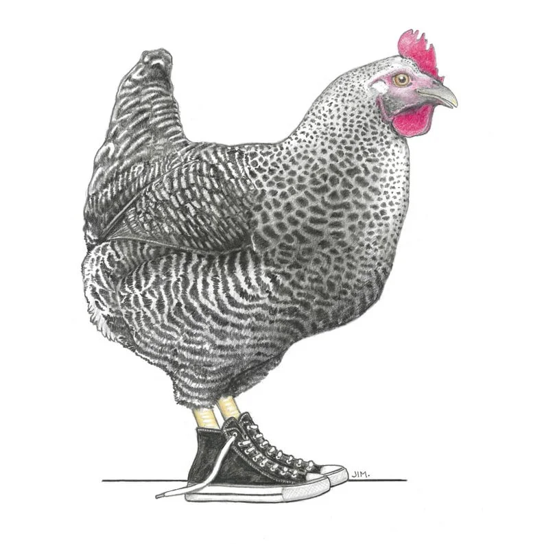 Barred Rock Hen In High Tops 8/5/2023