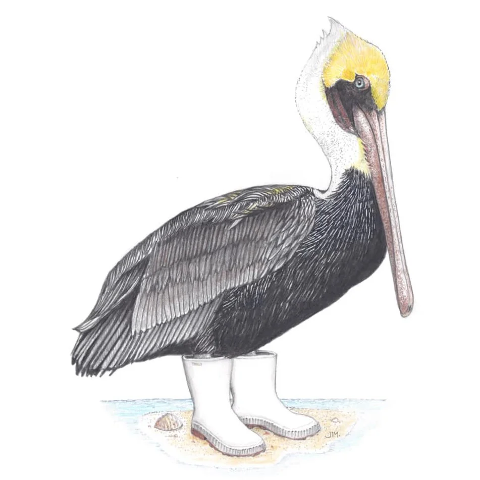 Pelican In Shrimper Boots 7/21/2020