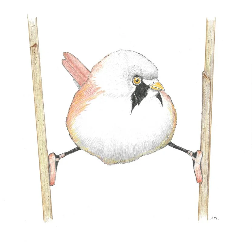 Bearded Reedling In Toe Shoes 2/10/2024