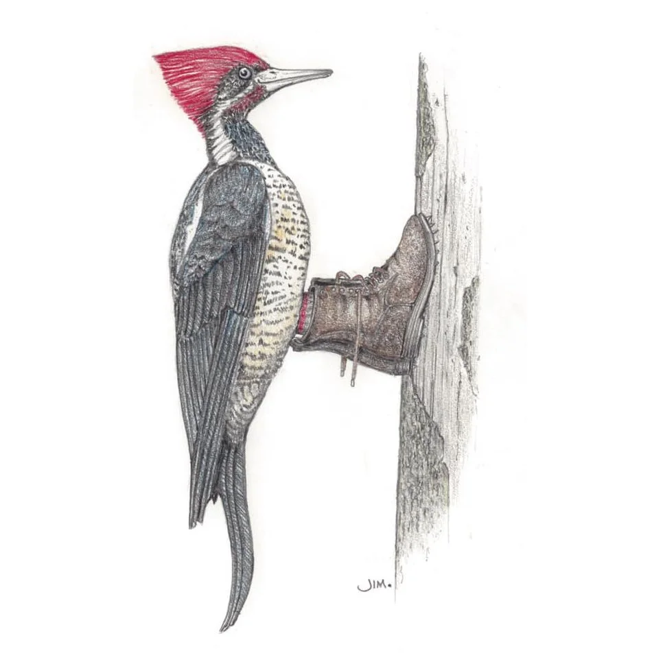 Woodpecker In Logging Boots 4/27/2020