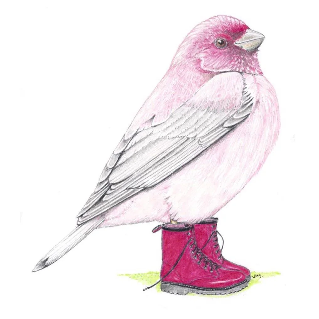 Rosefinch In Pink Boots 2/15/2021