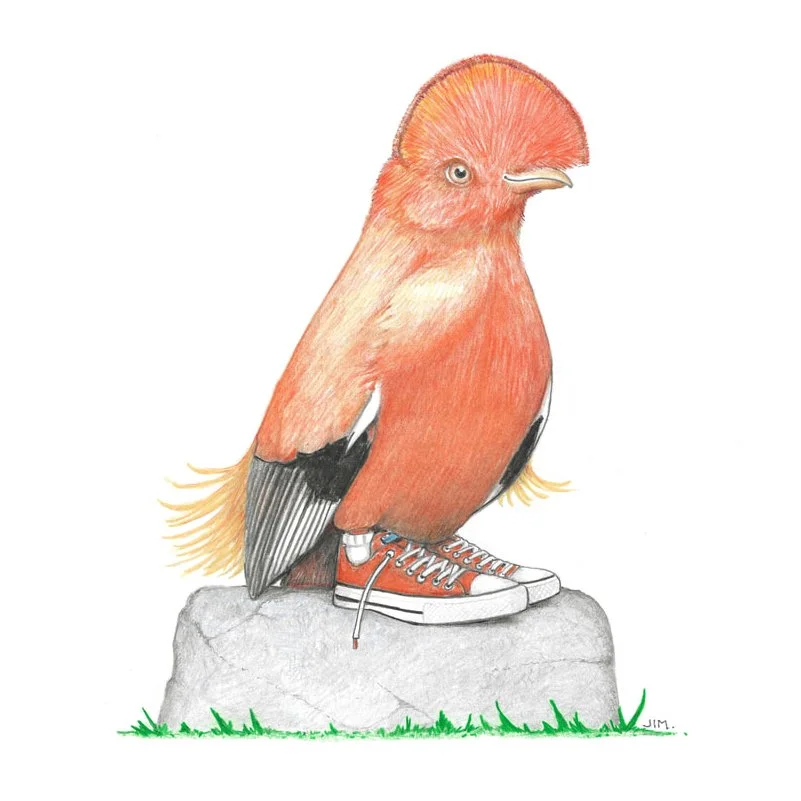 Cock Of The Rock On A Rock In Low Tops 5/11/2023