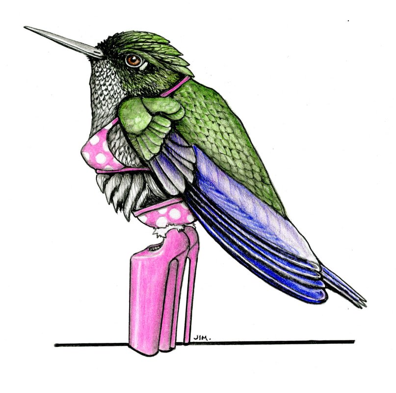 Hoary Puffleg in Very High Heels 21 June 2026