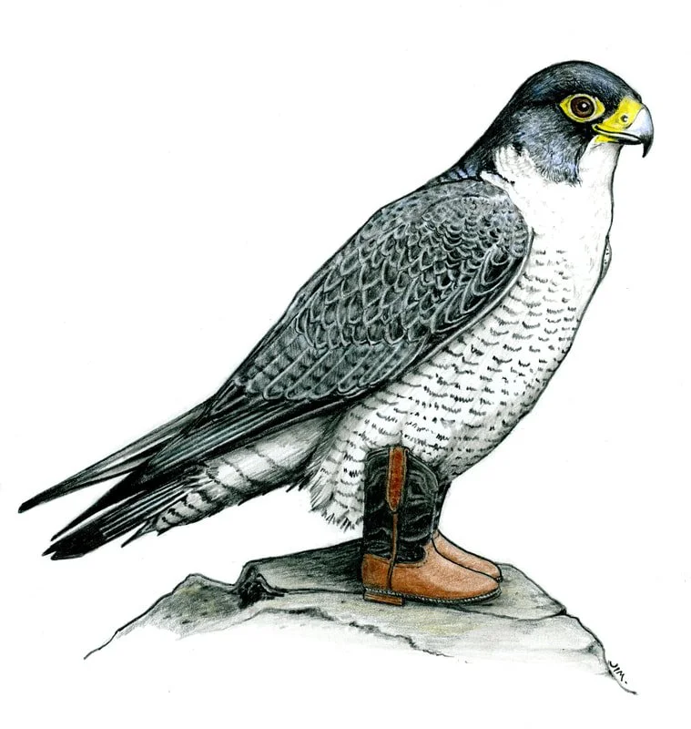 Peregrine Falcon In Cowboy Boots 2/9/2025