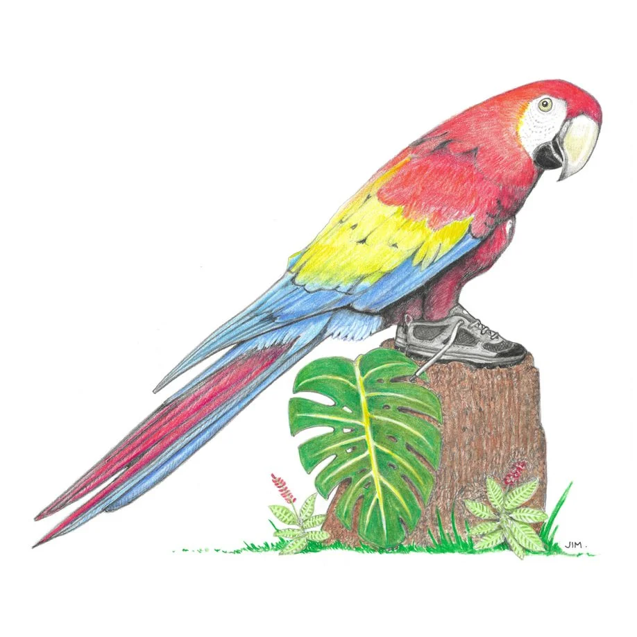 Scarlet Macaw In Hiking Shoes 1/28/2023