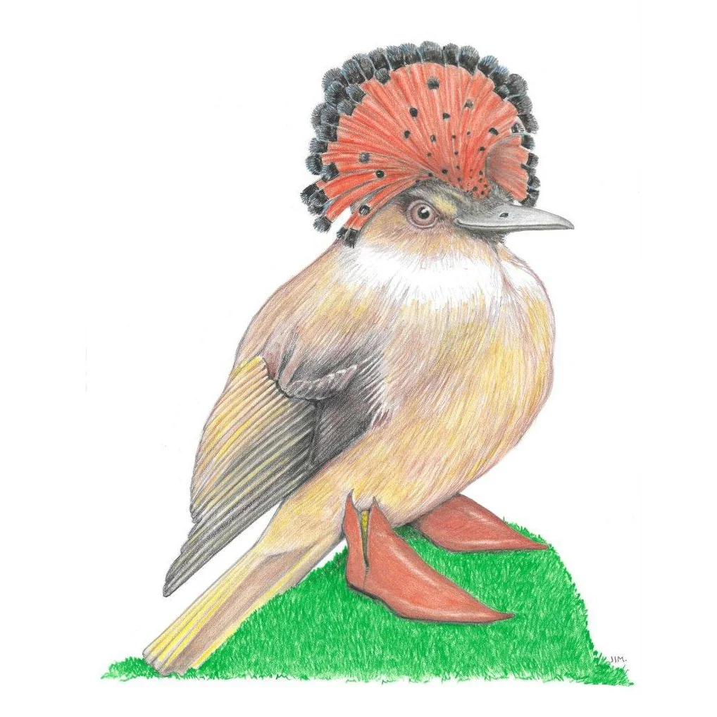 Royal Flycatcher In Medieval Shoes 6/22/2023