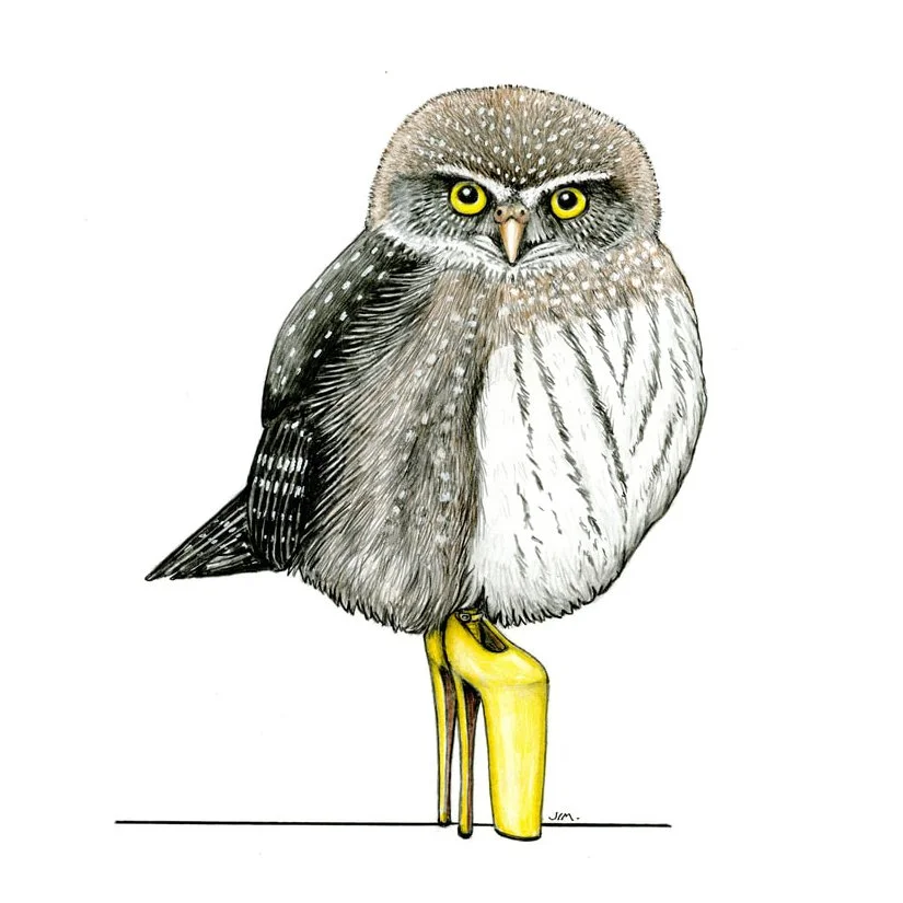 Northern Pygmy-Owl In Stilettos 11/5/2024