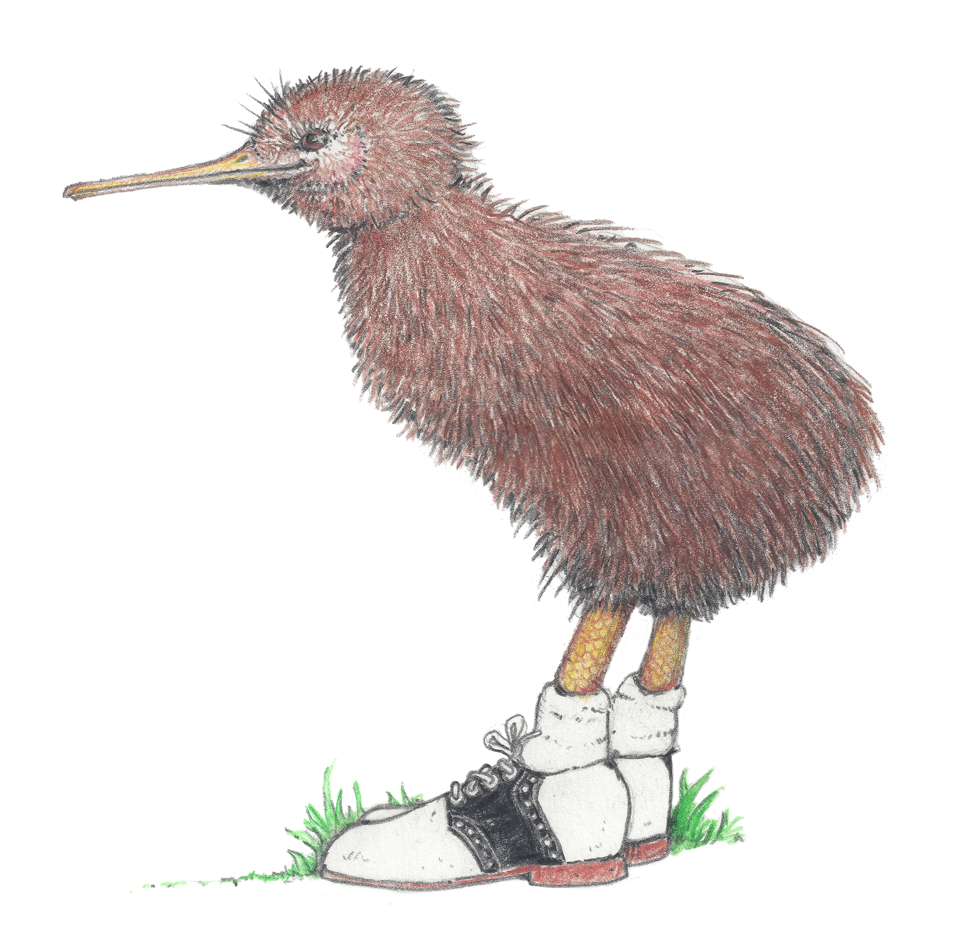 Illustration of a bird with a long beak, fluffy feathers, and standing on two legs, sitting on a rock surrounded by grass.