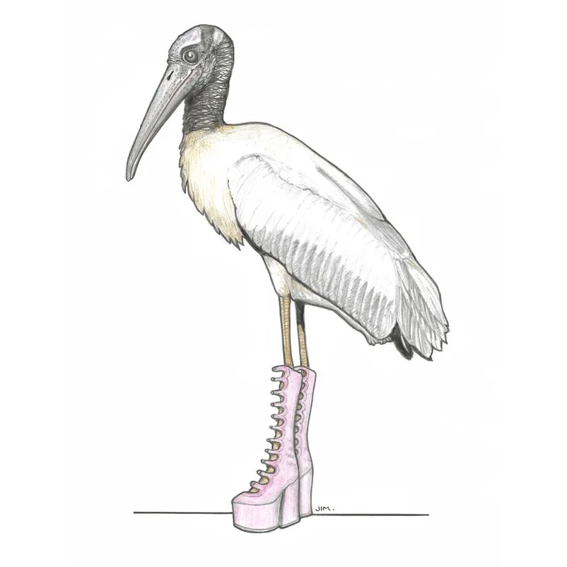 Wood Stork In Kiki Boots 3/7/2024