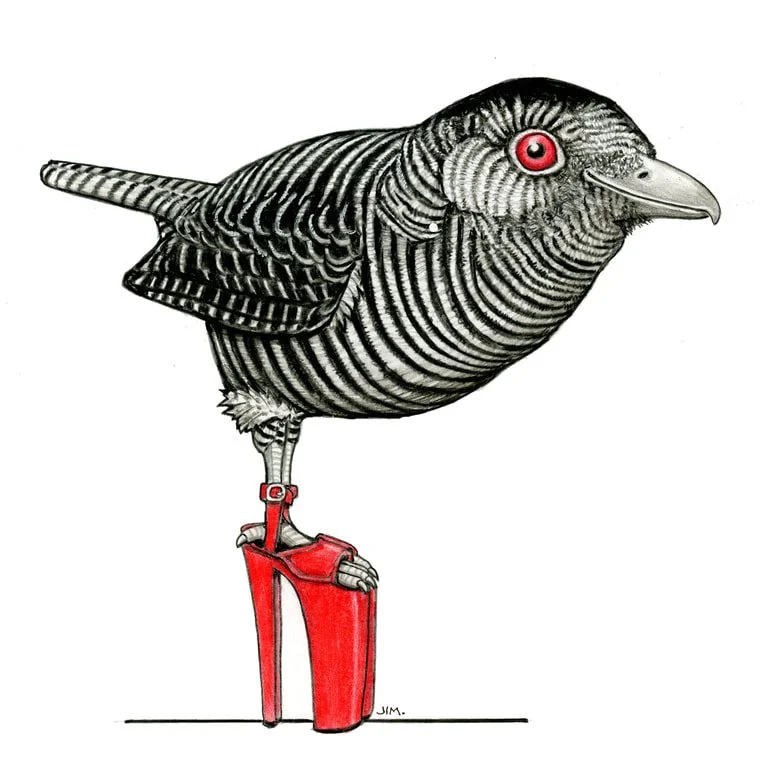 Fasciated Antshrike In Fascinating High Heels 4/23/2025