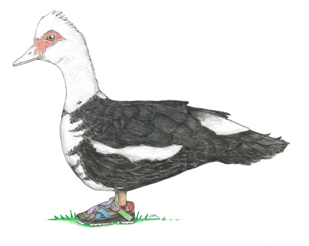 Muscovy Duck In Rainbow Sandals 4/26/2023