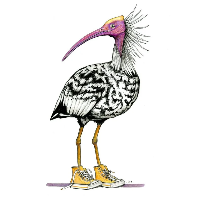 Northern Bald Ibis In High Tops 6/16/2025