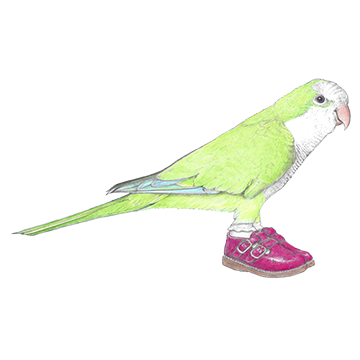 Quaker Parrot In Mary Janes 9/17/2020