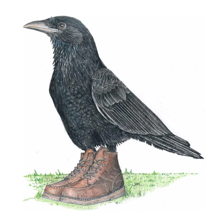 Crow In Roger’s Boots 8/25/2020