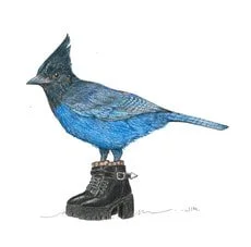 Blue Jay In Punk Boots 3/17/2026