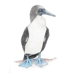 Barefooted Blue Footed Booby 3/4/2022