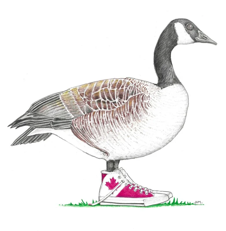 Canadian Goose In Hightops 3/30/2023