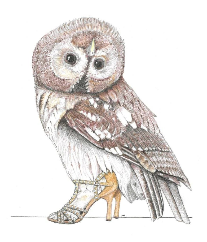 Tawny Frogmouth And Baby In Low Tops 1/25/2020