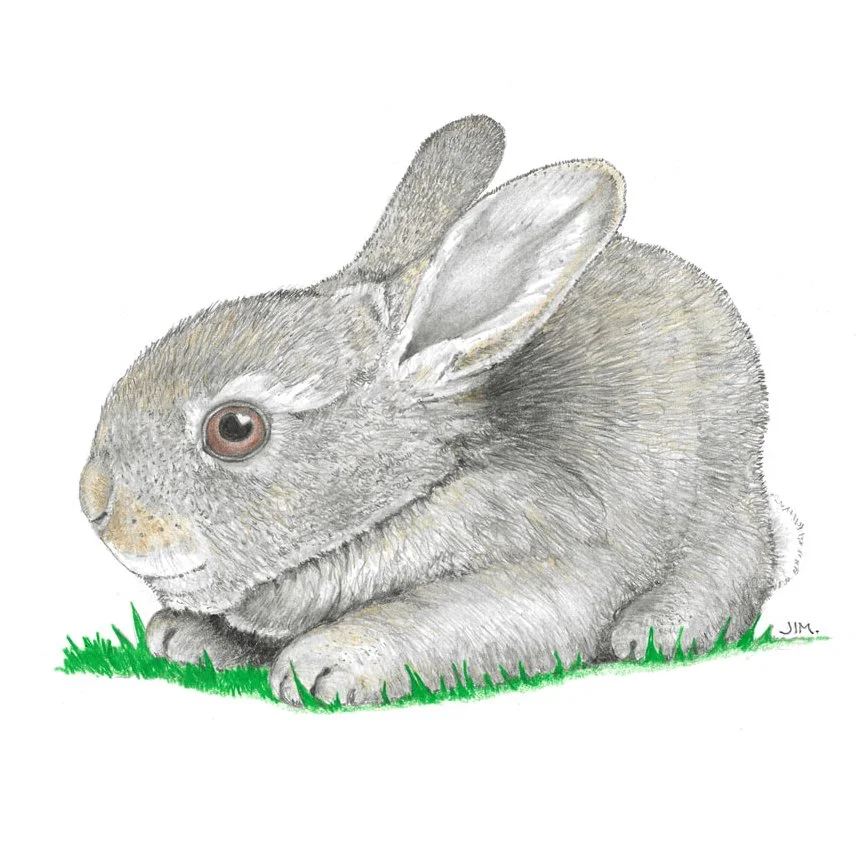 Baby Bunny 8/15/2023