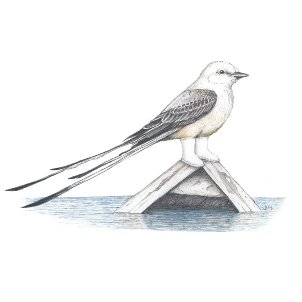 Scissor Tail Flycatcher In Shrimper Boots 3/19/2021