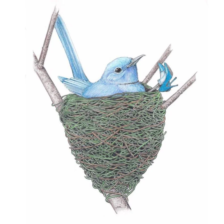 Pale Blue Flycatcher Reclined In High Heels 3/19/2021