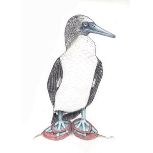 Blue Footed Booby In Flip Flops 2/29/2020