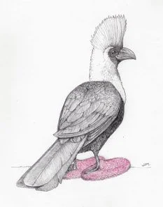 Go Away Bird In Pink Fuzzy Slippers 3/26/2020