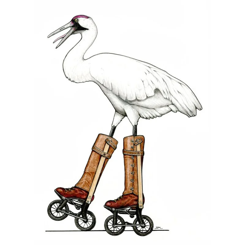 Whooping Crane In 1898 Ritter Road-Skates 4/25/2024