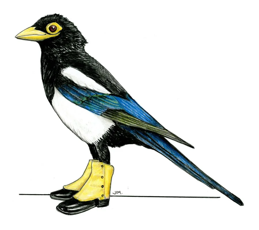 California Magpie In Spats 9/27/2025