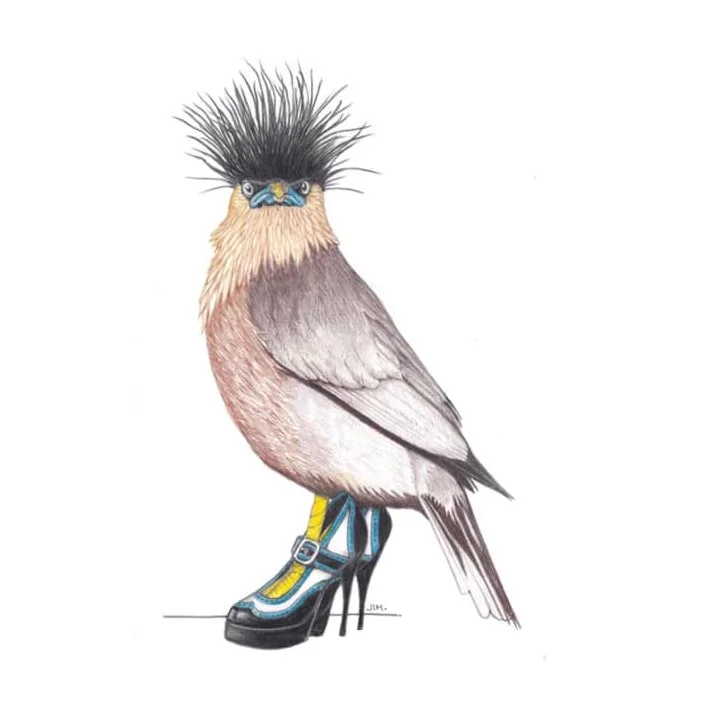 Brahminy Myna In Retro High Heels 2/15/2021