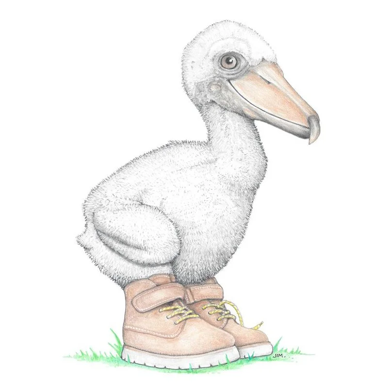 Shoebill In Work Boots 12/19/2019