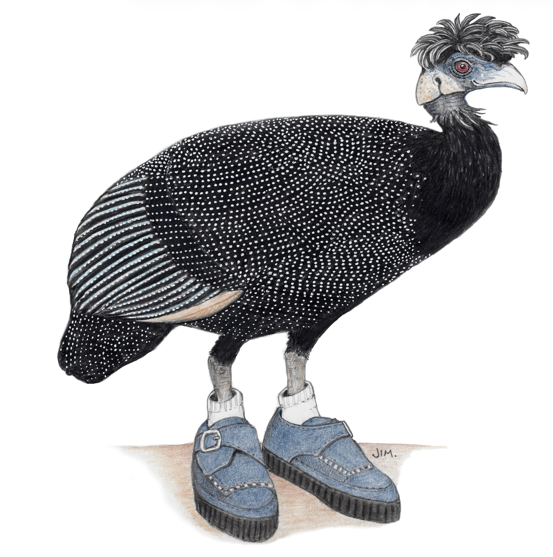 My Crested Guineafowl In Rockabilly Shoes 7/12/2020