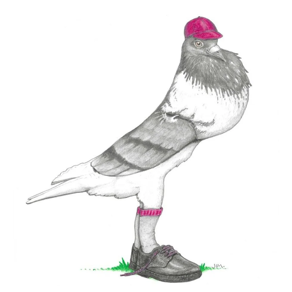 English Pouter Pigeon In School Shoes 9/18/2023