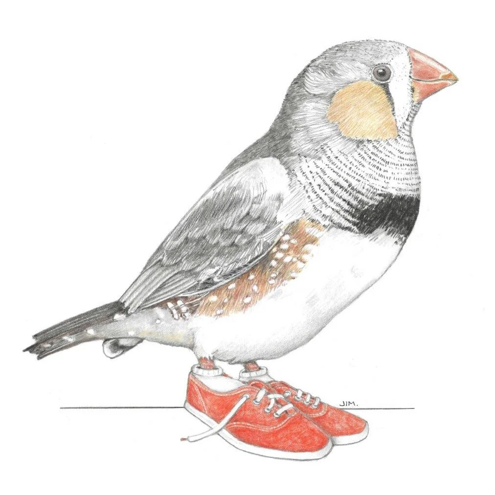 Zebra Finch In Canvas Sneakers 1/11/2021