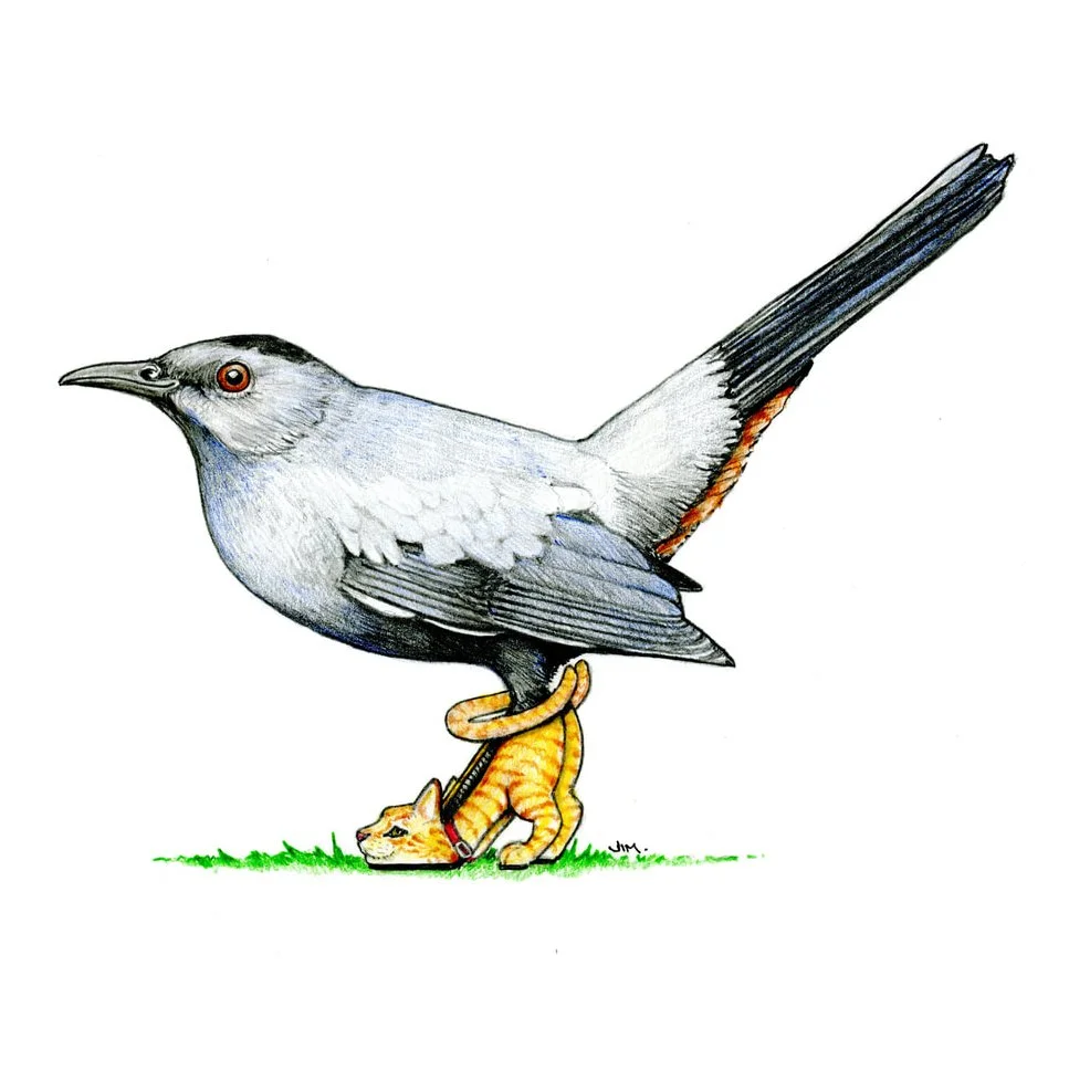 Catbird In Cat Shoes 1/25/2025