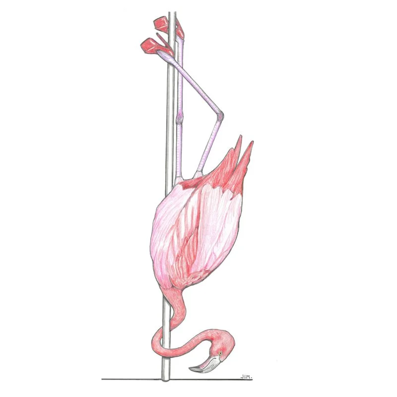Flamingo In Flamingo Heels 11/28/2023