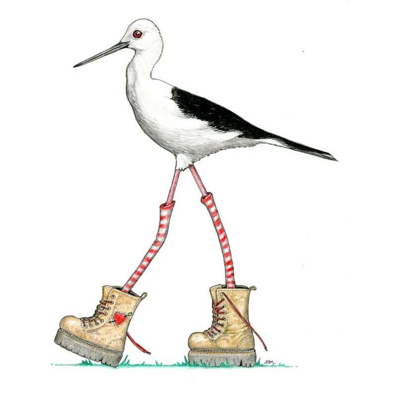 Black Winged Stilt in Boots 4/8/2026