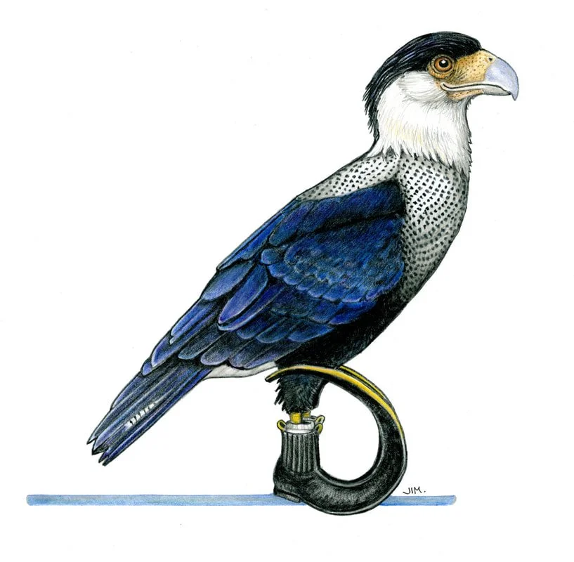 Caracara In Jugo Boots 6/10/2025