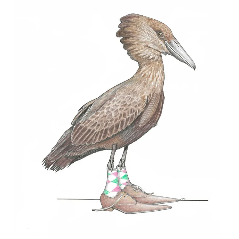 Hamerkop In Winklepickers 3/2/2024